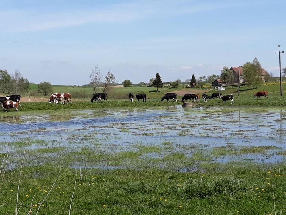 Miejsce Mocy Mazury Daire Kolno  Dış mekan fotoğraf